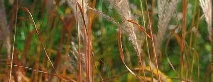 miskant cukrowy (Miscanthus sacchariflorus) pochodzi z Azji