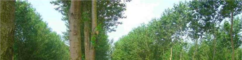 Projekt AFINET wprowadza systemy rolno-leśne w Europie http://www.agroforestry.