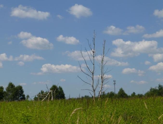 planowanej inwestycji. Na nieużytkach zdominowanych przez nawłoć często widoczne są zgrupowania uschniętych brzóz (B. pendula).