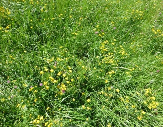 Fot. 33). Zbiorowiska te są jednak zwykle bardzo zubożałe florystycznie. Siedliska łąkowe porastają gatunki tj.jaskier ostry (R. acris) i jaskier rozłogowy (R. repens), koniczyna łąkowa (T.