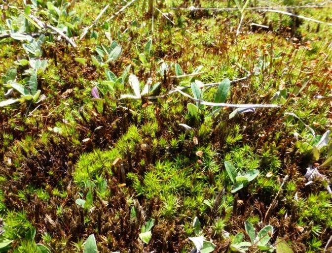 vulgare), żywokost lekarski (S. officinale), bylica pospolita (A. vulgaris), babka lancetowata (P. lanceolata), babka zwyczajna (P. maior), babka średnia (P. media), tasznik pospolity (C.