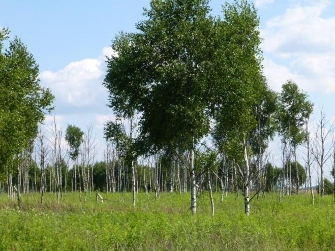 avium) oraz kruszyny pospolitej (F. alnus) i kaliny koralowej (V. opulus). Miejscami pnie drzew liściastych oplata chmiel zwyczajny (H. lupulus), a w lesie Cisowiec bluszcz pospolity (H. helix).