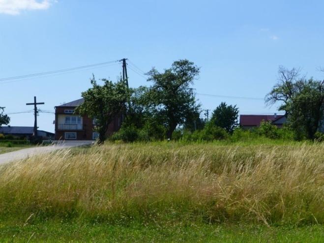 pendula) W lesie Cisowiec oraz na obszarze występujących w analizowanym buforze niewielkich zagajników majowe kontrole wykazały występowanie licznych geofitów.