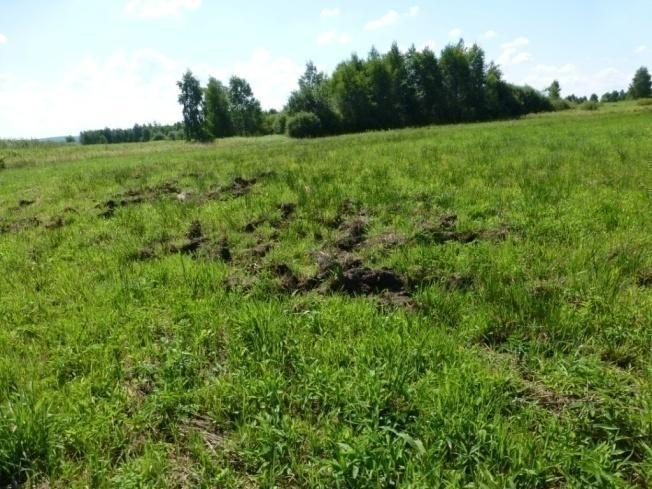 Reprezentantami gadów są jaszczurki: zwinka (L. agilis) i padalec (A. fragilis). Natomiast wśród węży najczęściej spotykany jest zaskroniec zwyczajny (N. natrix).