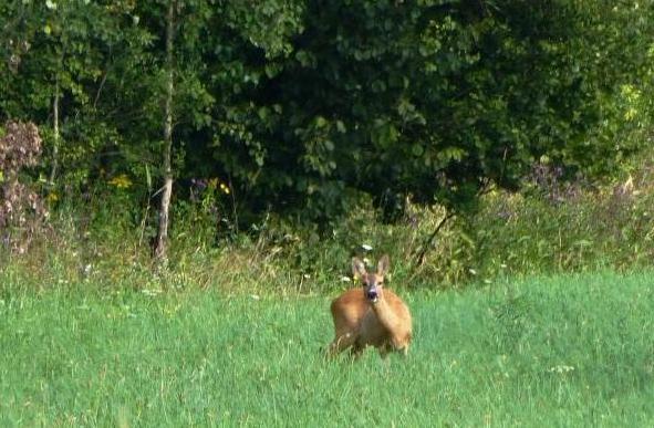 Fot 40 Sarna (C. capreolus) najczęściej spotykany na inwentaryzowanym terenie gatunek ssaków kopytnych.