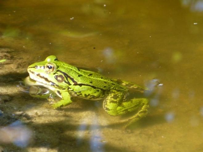 colchicus), czajki (V. venelleus), skowronki (A. arvensis), pliszki żółte (M. flava), cierniówki (Sylvia communis), pokląskwy (S. rubetra) potrzeszcze (E.