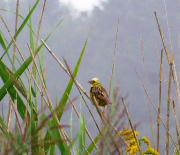 frugilegus) oraz pary myszołowów (B. buteo). Za przecięciem drogi wojewódzkiej nr 881 z projektowaną trasą S-19 stwierdzono stanowiska makolągwy (C. cannabina) oraz skowronków (A. arvensis).