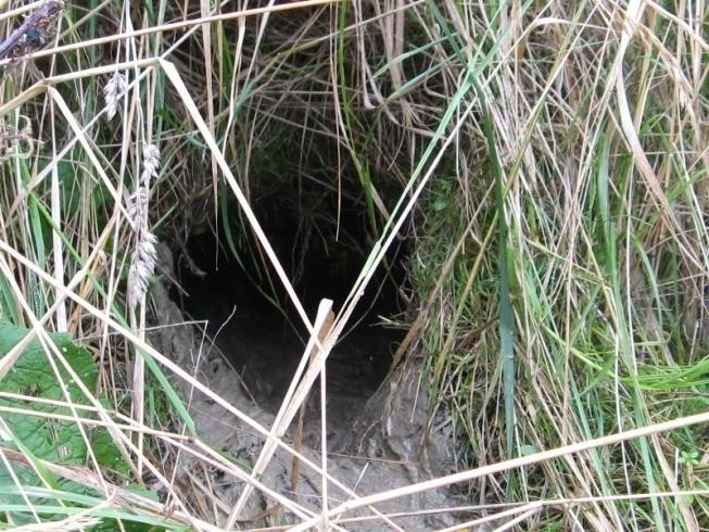 Fot 46 Nora bobrowa oraz ślady działalności bobrów (C. fiber) przy stawach zlokalizowanych przy lesie Cisowiec Obszar pól uprawnych w rejonie MOP Stobierna to teren żerowania myszołowów (B.