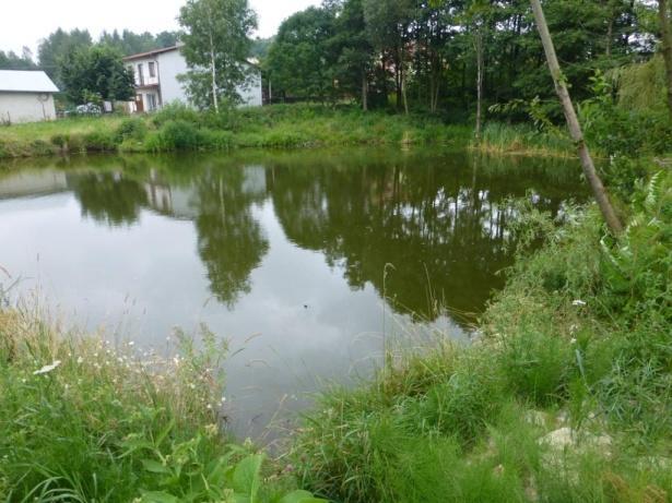 wodną (Typha sp.). W trakcie przeprowadzonej wizji terenowej zanotowano obecność jednego osobnika młodej żaby zielonej (R.