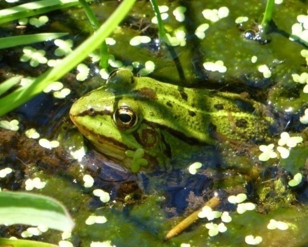 Fot 53 Widok na jeden ze zbiorników znajdujących się w pobliżu byłej stadniny oraz zasiedlająca go żaba zielona (R. esculenta complex) 9.