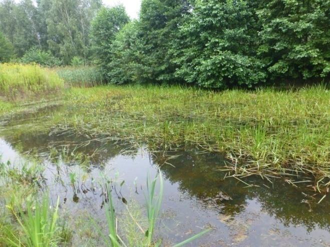 najprawdopodobniej zielonych, zarybiony (fot 54 ). Zaobserwowano występowanie kilkunastu osobników żaby brunatnej. Brzegi stawu obficie porasta trzcina pospolita (P. australis).