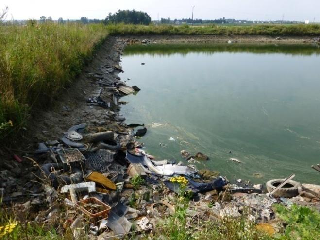 Dlatego też nie stanowi on stanowiska występowania nie tylko dla płazów i ważek, ale nawet powszechnie spotykanych na innych obiektach nartników (G. lacustris).