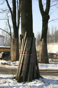 Fot 57 Przykładowy sposób ochrony pnia drzewa przed uszkodzeniami związanymi z pracami wykonywanymi w jego pobliżu - zrezygnować ze składowania w ich sąsiedztwie materiałów budowlanych; - tymczasowe
