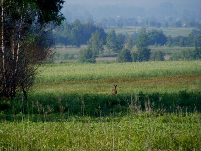 Gdzieniegdzie obwodnica przecina zadrzewienia i zarośla śródpolne, krzyżuje się z nieutwardzonymi drogami gminnymi oraz rowem melioracyjnym, omija po prawej stronie dzielnicę Sokołowa Małopolskiego o