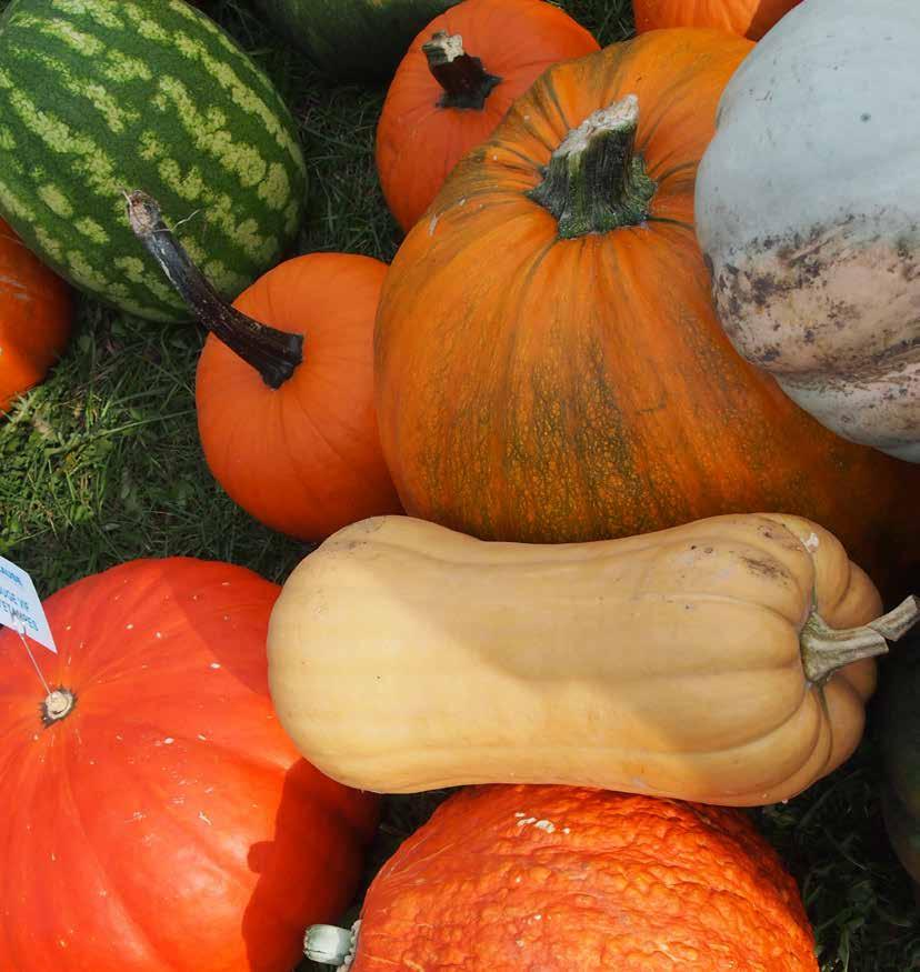 Zwracamy Państwa szczególną uwagę na gatunki, w których nasza oferta poszerzyła się w sposób znaczący.