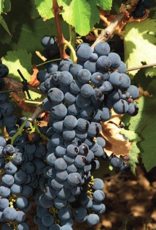 Wino z tourigi zachwyca intensywnym kolorem i aromatami (jeżyn, polnych kwiatów). Taniny są wyraziste, ale eleganckie, a wino może dojrzewać latami.