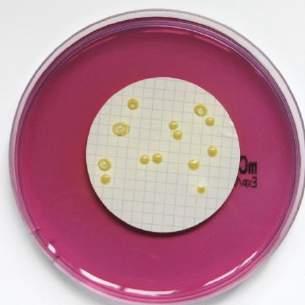 Badania Potwierdzające Amoniak 25% czda Chempur CR- 111349637.1000 1l - Rys1.