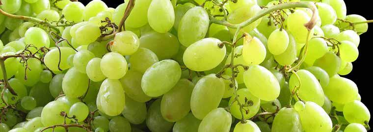 BRANCO 2015 Kod EAN: 5609764000124 Intensywność aromatów, świeżość i odpowiednia kwasowość wina została osiągnięta dzięki zebraniu dobrze dojrzałych już winogron.