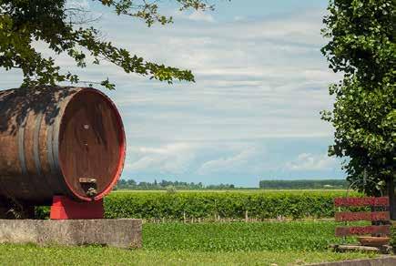 WŁOCHY - AZIENDA CASERE Winnica Casere idealnie wtapia sie w znany winiarski region D.O.C. Lison-Pramaggiore położony w północnych Włoszech w miejscowości San Stino di Livenza, w prowincji Wenecja Euganejska.