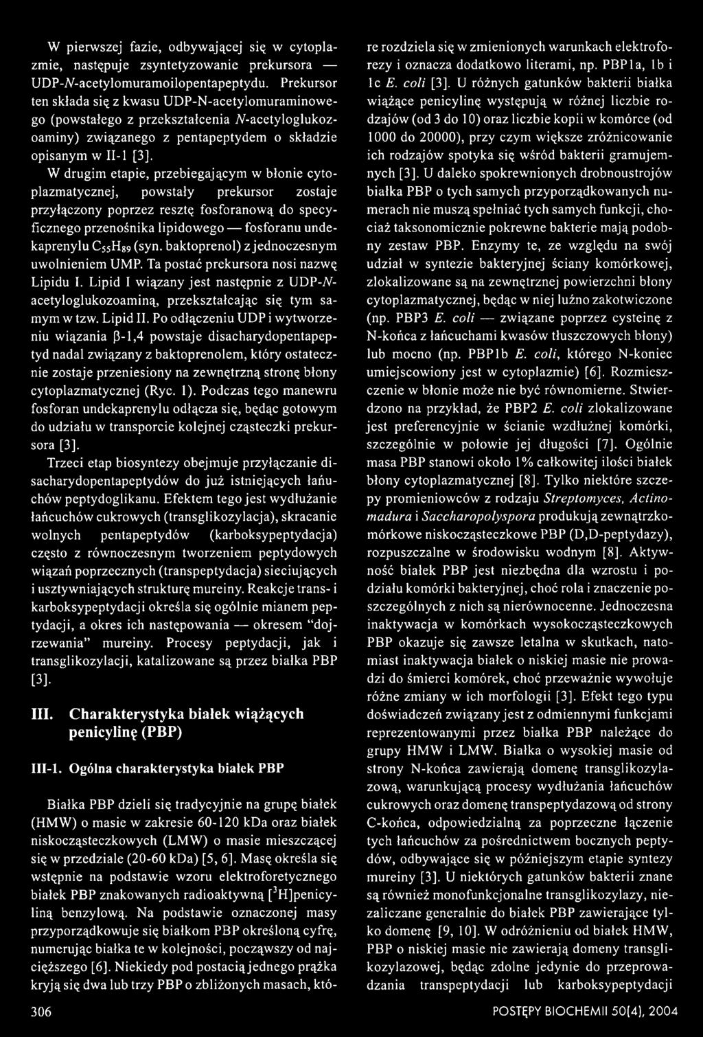 W drugim etapie, przebiegającym w błonie cyto- plazmatycznej, powstały prekursor zostaje przyłączony poprzez resztę fosforanową do specyficznego przenośnika lipidowego fosforanu unde- kaprenylu C55H