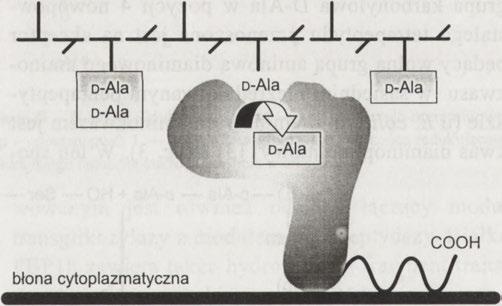 Drugi etap reakcji (k2) polega na polaryzacji grupy karbonylowej substratu (R-CO-) i przeniesieniu protonu z atomu tlenu w pozycji y Ser-44 w centrum aktywnym enzymu na atom węgla rozszczepianego