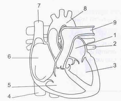 Zadanie 20. (1 pkt.) Na schemacie pokazano budowę serca człowieka. Spośród zdań opisujących budowę i czynności serca, wybierz to, w którym popełniono błąd.