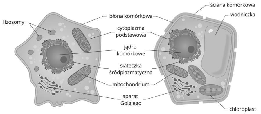 Zadanie 26. (1 pkt.) Trzy spośród związków organicznych budujących komórki organizmów żywych są biopolimerami, co oznacza że zbudowane są z wielu połączonych ze sobą monomerów np.