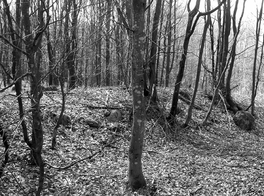 Dziedzictwo archeologiczne Doliny Łupawy Ryc. 9. Strzyżyno stan. 3. Widok grobowca megalitycznego odkrytego dzięki wykorzystaniu numerycznego modelu terenu isok w czasie weryfikacji terenowej (fot. T.