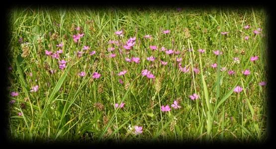 Liczba gatunków Campanula 16 6 Dianthus 16 5