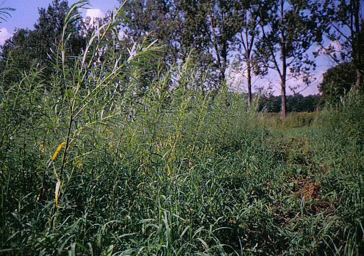Plantacja wierzby w