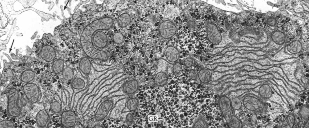 centralnej (okołocentralny) naczynie okołozrazikowe Hepatocyt W związku z jego wieloma