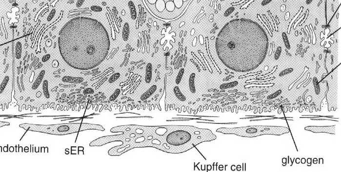 intensywnej endocytozy krążących w krwi odpadków makromolekuł zarówno pochodzących z