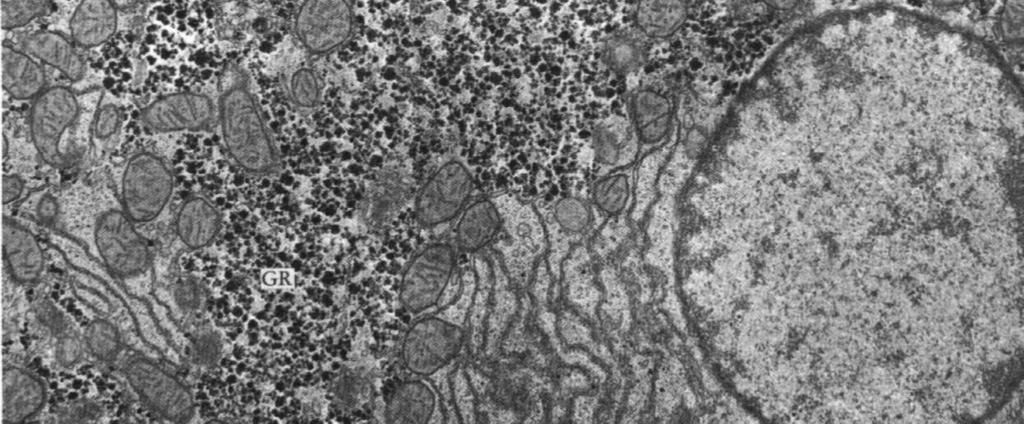rozkład chylomikronów, synteza cholesterolu i fosfolipidów, produkcja lipoproteidów synteza białek
