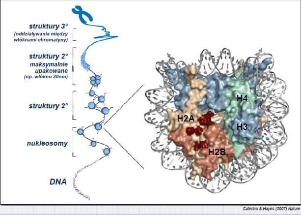 (domeny) chromatyny Skondensowany fragment
