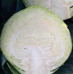 do uprawy w tunelach foliowych i pod płaskimi okryciami okres wegetacji 50-55 dni główki o masie 1,2-1,4 kg zalecane zagęszczenie 60 000-80 000 szt.