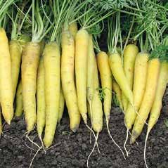 Odmiana do uprawy na zróżnicowanych stanowiskach, zachowuje wysoką jakość korzeni zarówno na glebach organicznych jak i mineralnych. Nie ma tendencji do zielenienia główki.