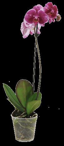45-50 cm, 6 +