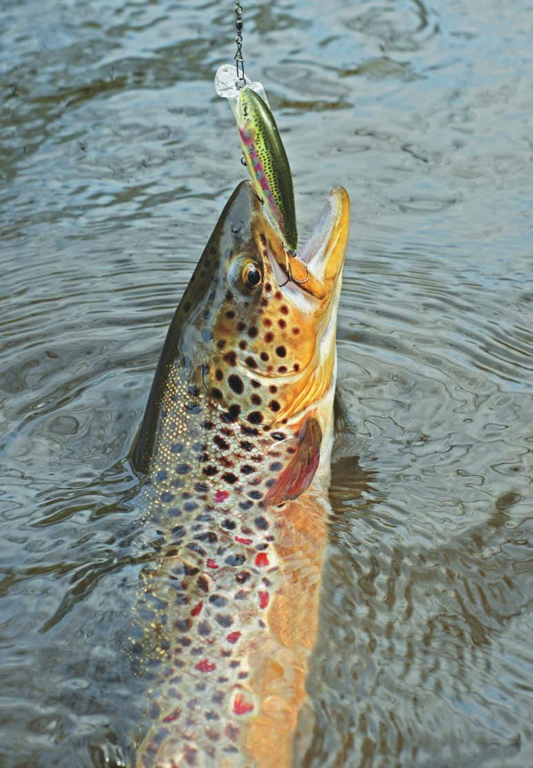 UI G TEAM DRAGON DES Klasyk pstrągowy na większe rzeki. RS RESONANCE SYSTEM -4-4 Brown Trout.4 1 X- CERAMIC GRAPHITE TECHNOLOGY 1.