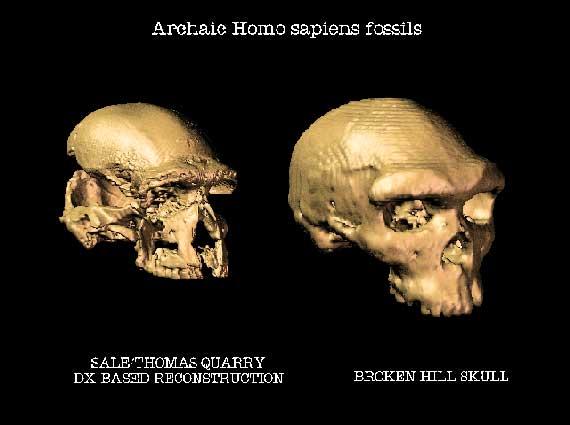 Przykłady zastosowań : antropologia Po lewej rekonstrukcja czaszki humanoida