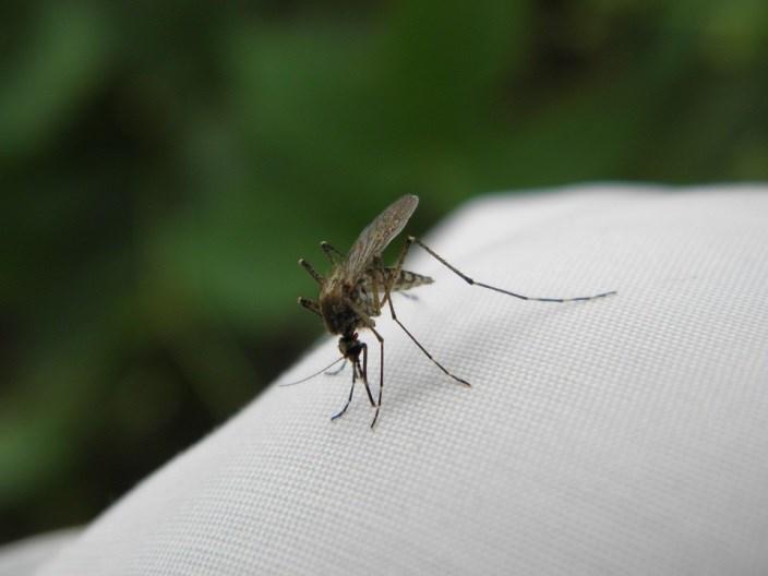 Ekopodpowiedzi ze strony slowfood.pl (2/3) Ekoodstraszacz komarów? Zrób go sam!