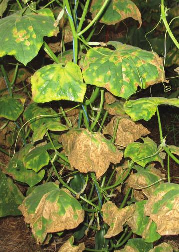 2 % skuteczności w kontroli porażenia nowość w ochronie warzyw fungicyd Działanie Infinito na mączniaka rzekomego ogórka (Brzezna 2008 r.