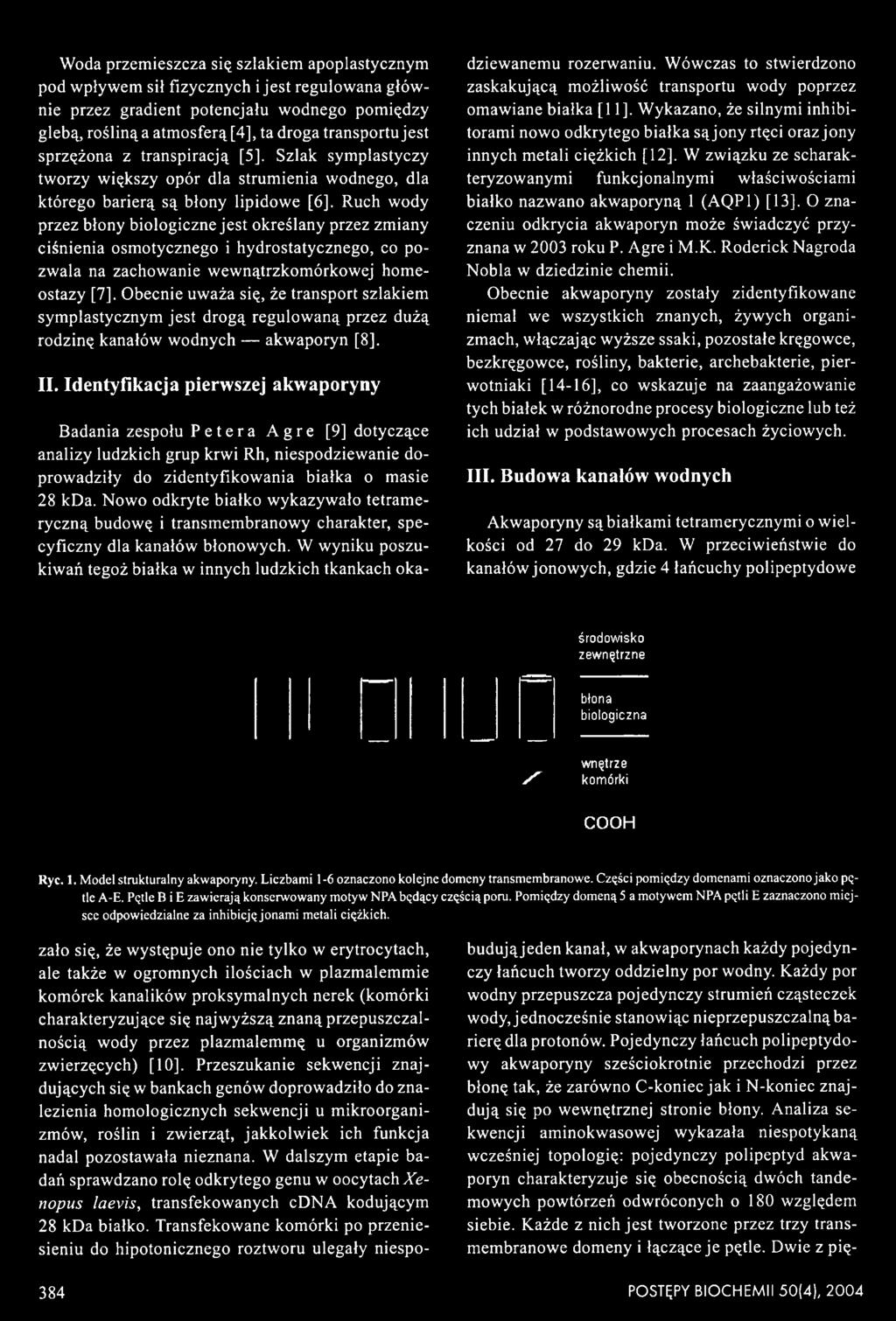 Identyfikacja pierwszej akwaporyny Badania zespołu Petera Agre [9] dotyczące analizy ludzkich grup krwi Rh, niespodziewanie doprowadziły do zidentyfikowania białka o masie 28 kda.
