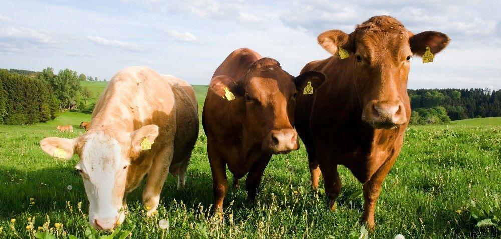 .pl https://www..pl Czy ekologiczny chów bydła mięsnego jest opłacalny?