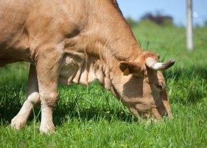 .pl https://www..pl Warunki ekonomiczne, jakimi dysponuje gospodarstwo, mogą skłaniać hodowców do rozpoczęcia ekologicznego chowu bydła mięsnego. Co jest istotne? 1.