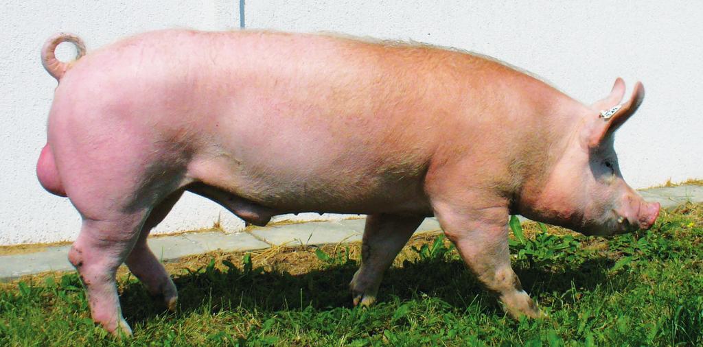Za najlepsze rasy mateczne przeznaczone do produkcji loszek wykorzystywanych na matki do krzyżowania towarowego uznaje się: polską białą zwisłouchą (pbz), wielką białą polską (wbp).