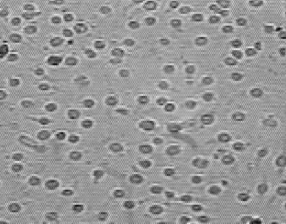 Tab. 1. Działanie tiosulfonatów, na komórki linii A549 oraz L929 w warunkach in vitro. Czas Linia Numer Stężenie tiosulfonatów [μg/ml] kontaktu preparatu 100 50 25 12,5 6,25 3,12 1,56 0,78 72 godz.