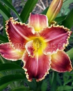Pochodzenie: (Patrician Splendor Shimmering Elegance).