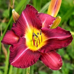 Pochodzenie: (Meadow Mystic Black Watch).
