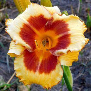 Hodow ca: Reilly-Hein, 1990 19,00 zł Forsyth Dazzler