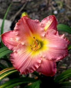 Pochodzenie: (Patrician Splendor Shimmering Elegance).